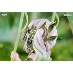 Nahida Physic of Purity Ver. by  APEX 6971995423287 ToyCoin